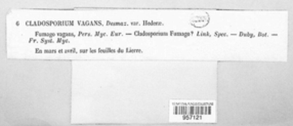 Fumago vagans image
